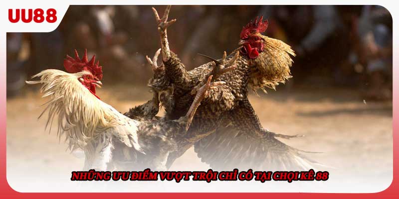 Những ưu điểm vượt trội chỉ có tại chọi kê 88