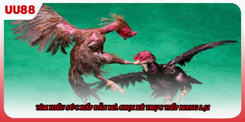 Tìm hiểu sức hấp dẫn mà chọi kê trực tiếp mang lại